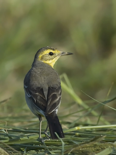 Sitruunavästäräkki, Citrine Wagtail, Motacilla citreola